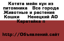 Котята мейн-кун из питомника - Все города Животные и растения » Кошки   . Ненецкий АО,Каратайка п.